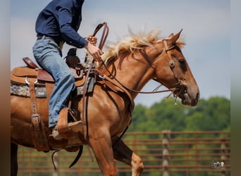 Belgian Draft Mix, Gelding, 3 years, Sorrel