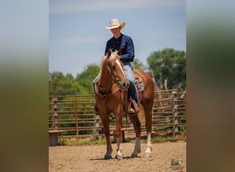 Belgian Draft Mix, Gelding, 3 years, Sorrel