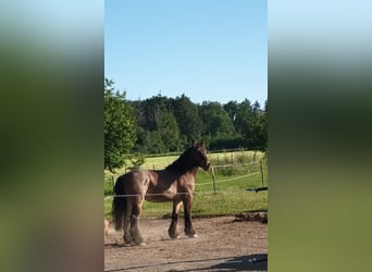 Belgian Draft, Gelding, 4 years, 15,2 hh, Brown