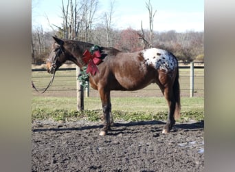Belgian Draft Mix, Gelding, 4 years, 15.3 hh, Bay