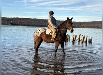 Belgian Draft Mix, Gelding, 4 years, 15.3 hh, Bay