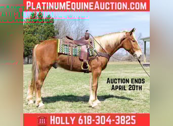 Belgian Draft, Gelding, 4 years, 15,3 hh, Chestnut