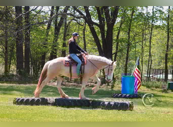 Belgian Draft Mix, Gelding, 4 years, 15,3 hh, Palomino