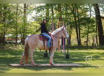 Belgian Draft Mix, Gelding, 4 years, 15,3 hh, Palomino