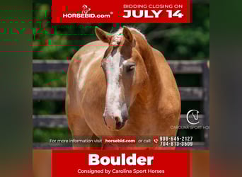 Belgian Draft Mix, Gelding, 4 years, 15,3 hh, Palomino