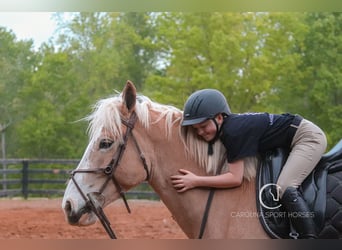 Belgian Draft Mix, Gelding, 4 years, 15,3 hh, Palomino