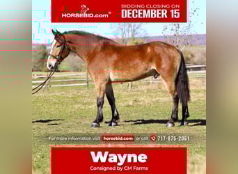 Belgian Draft Mix, Gelding, 4 years, 16 hh, Bay