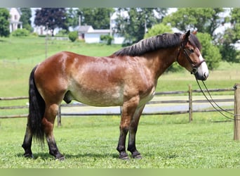 Belgian Draft Mix, Gelding, 4 years, 16,1 hh, Bay