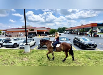 Belgian Draft Mix, Gelding, 4 years, 16,1 hh, Bay