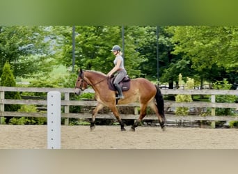 Belgian Draft Mix, Gelding, 4 years, 16,1 hh, Bay