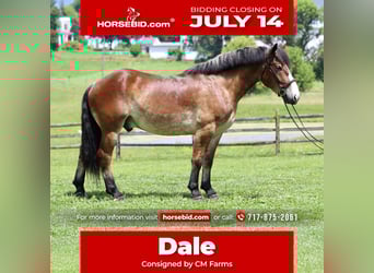 Belgian Draft Mix, Gelding, 4 years, 16,1 hh, Bay