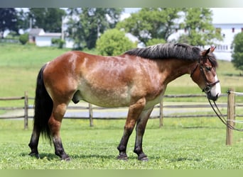 Belgian Draft Mix, Gelding, 4 years, 16,1 hh, Bay
