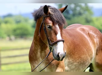 Belgian Draft Mix, Gelding, 4 years, 16,1 hh, Bay