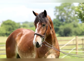 Belgian Draft Mix, Gelding, 4 years, 16,1 hh, Bay
