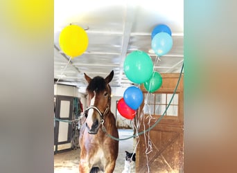 Belgian Draft Mix, Gelding, 4 years, 16,1 hh, Bay