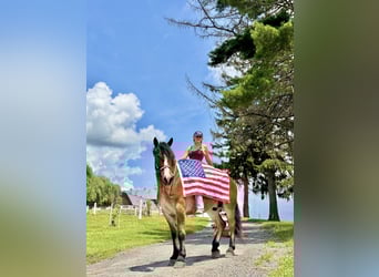 Belgian Draft Mix, Gelding, 4 years, 16,1 hh, Bay