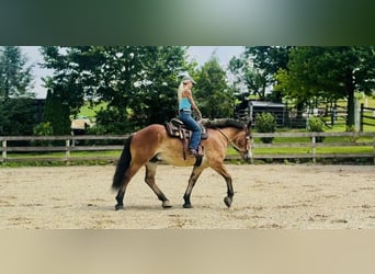 Belgian Draft Mix, Gelding, 4 years, 16,1 hh, Bay