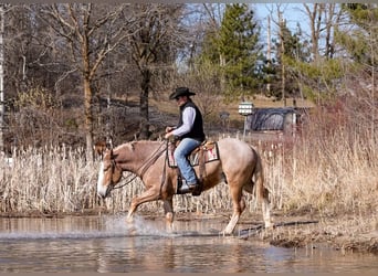 Belgian Draft, Gelding, 4 years, 16,2 hh