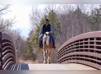 Belgian Draft, Gelding, 4 years, 16,2 hh