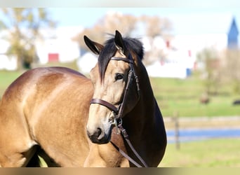 Belgian Draft Mix, Gelding, 4 years, 17 hh, Buckskin