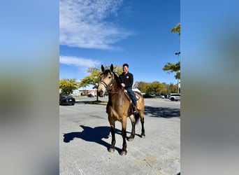 Belgian Draft Mix, Gelding, 4 years, 17 hh, Buckskin