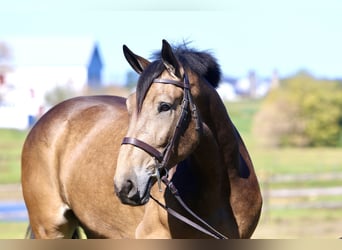 Belgian Draft Mix, Gelding, 4 years, 17 hh, Buckskin