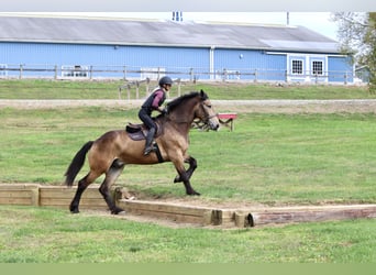 Belgian Draft Mix, Gelding, 4 years, 17 hh, Buckskin