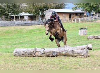 Belgian Draft Mix, Gelding, 4 years, 17 hh, Buckskin