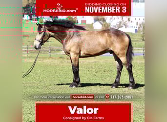 Belgian Draft Mix, Gelding, 4 years, 17 hh, Buckskin