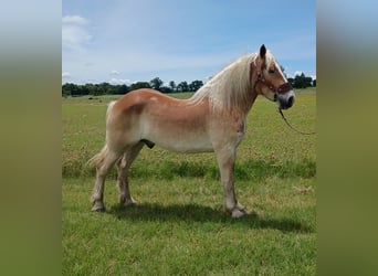Belgian Draft, Gelding, 4 years, 17 hh, Chestnut