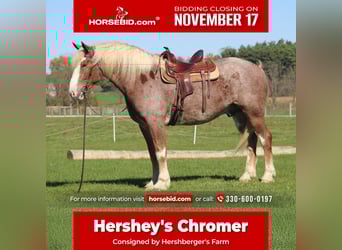 Belgian Draft Mix, Gelding, 4 years, 17 hh, Roan-Red