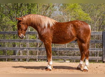 Belgian Draft Mix, Gelding, 4 years, Sorrel