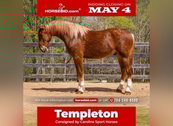 Belgian Draft Mix, Gelding, 4 years, Sorrel