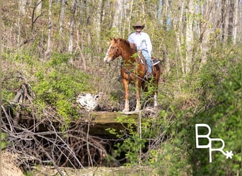 Belgian Draft, Gelding, 5 years, 15 hh, Sorrel