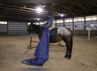 Belgian Draft Mix, Gelding, 5 years, 15,3 hh