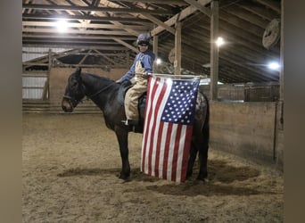 Belgian Draft Mix, Gelding, 5 years, 15,3 hh