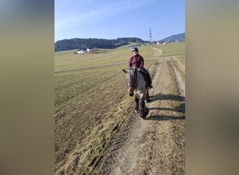 Belgian Draft, Gelding, 5 years, 16.1 hh, Brown Falb mold