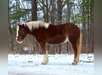 Belgian Draft Mix, Gelding, 5 years, 16.2 hh, Chestnut