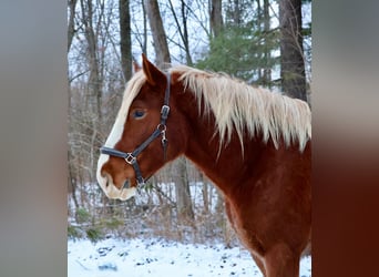 Belgian Draft Mix, Gelding, 5 years, 16.2 hh, Chestnut