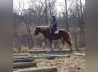 Belgian Draft Mix, Gelding, 5 years, 16.2 hh, Chestnut