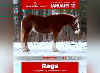 Belgian Draft Mix, Gelding, 5 years, 16.2 hh, Chestnut