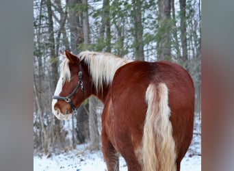 Belgian Draft Mix, Gelding, 5 years, 16.2 hh, Chestnut