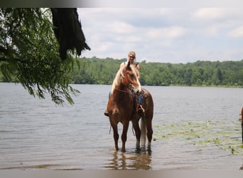 Belgian Draft Mix, Gelding, 5 years, 16.2 hh, Sorrel