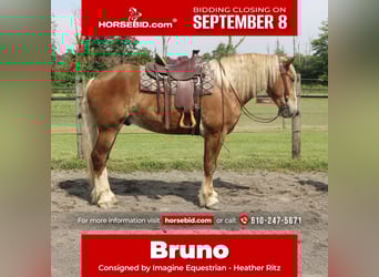 Belgian Draft Mix, Gelding, 5 years, 16.2 hh, Sorrel