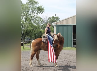 Belgian Draft Mix, Gelding, 5 years, 16.2 hh, Sorrel