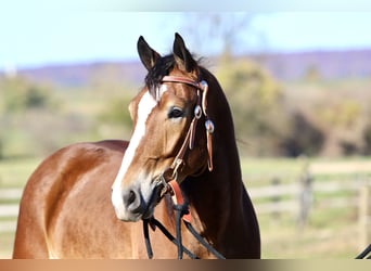 Belgian Draft Mix, Gelding, 5 years, 16 hh