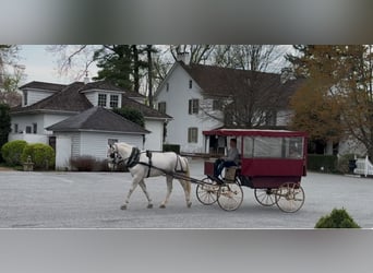 Belgian Draft, Gelding, 5 years, 16 hh, Gray