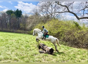 Belgian Draft, Gelding, 5 years, 16 hh, Gray