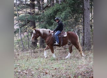 Belgian Draft Mix, Gelding, 5 years, 16,2 hh, Chestnut