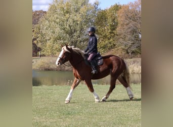 Belgian Draft Mix, Gelding, 5 years, 16,2 hh, Chestnut